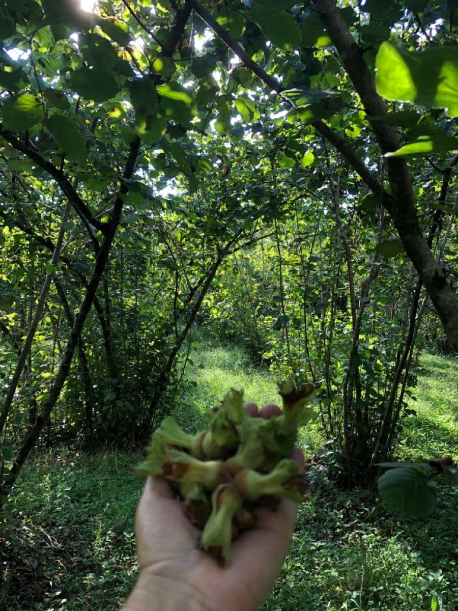 Tathan Gıda Premium Fındık Ürünleri